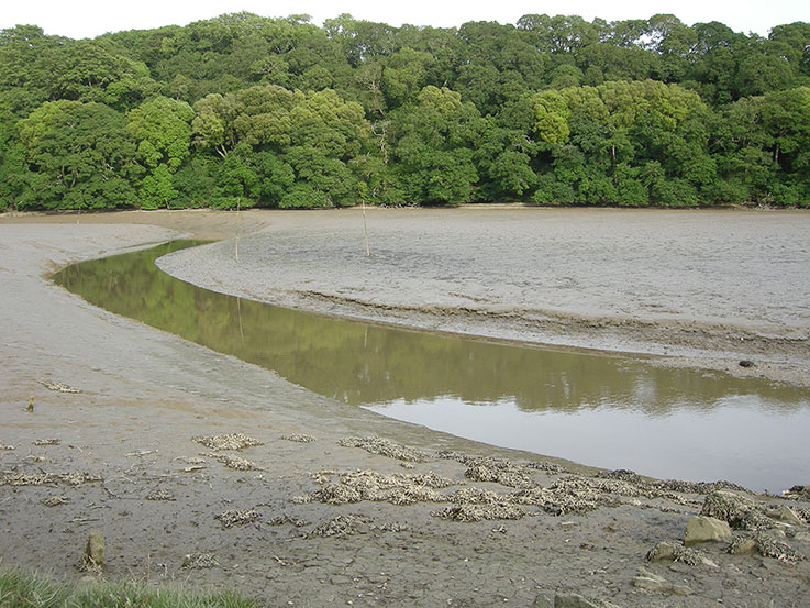 Tresillian River at low tide April 2015 Photo © Keith Littlejohns