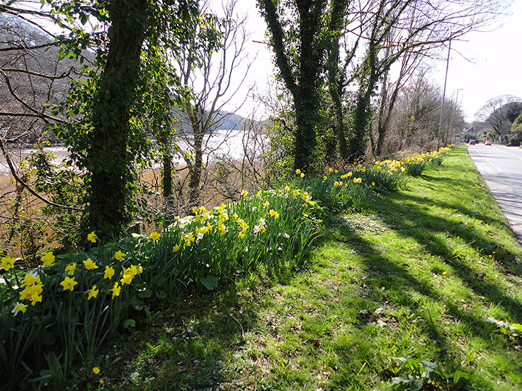 tresillian-daffodils