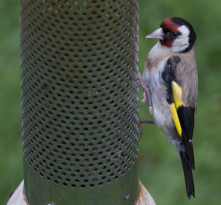 Goldfinch adult